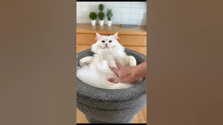 Video 11806401: white turkish angora cat, big fluffy cat, legged cat