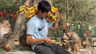 Its a lunch time of monkey || monkey eat banana, peas and feeding juicy food for street dogs