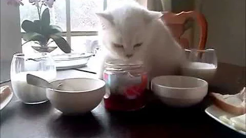 Video 2806211: silver shaded british shorthair, love cattery, funny cat