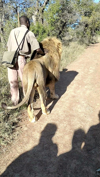 walk with Lion 🦁🦁