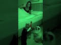 Cats instead of alarm clocks #funny #cat #sora