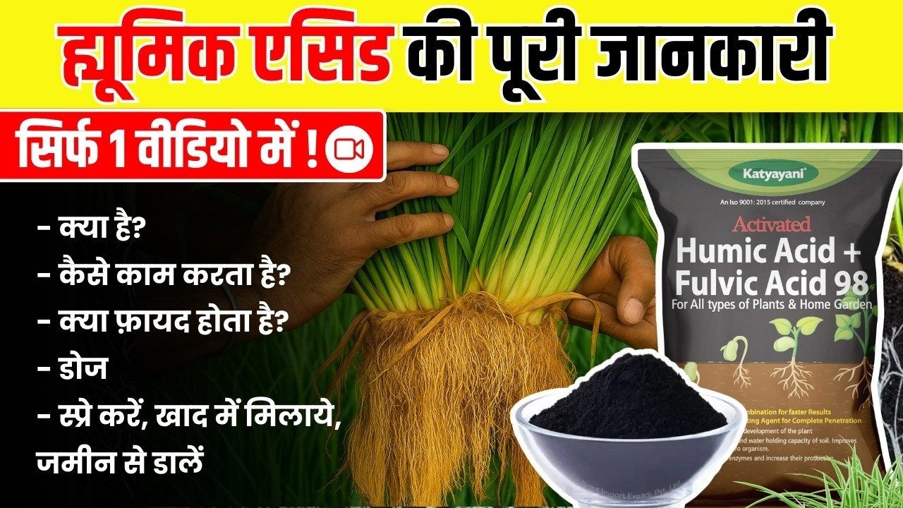ह्यूमिक एसिड कब और कैसे डालें? पूरी जानकारी! 2025 का गेमचेंजर फार्मूला जानें! | Humic Acid