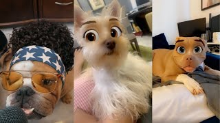 Dogs Try On Snapchat Filters  Funny Moments 2