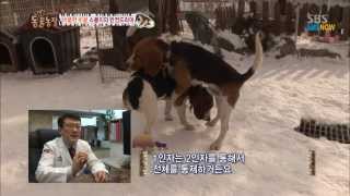 SBS [TV동물농장]  비굴한 비글, 스봉이의 비밀2