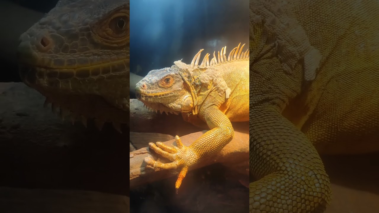 Ocean Park 🌊🌊🌊 with fam