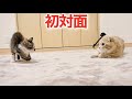 子猫と先住猫の初対面は予想外の出来事ばかりでした…【保護猫】