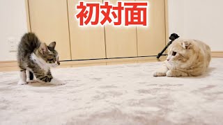 子猫と先住猫の初対面は予想外の出来事ばかりでした…【保護猫】