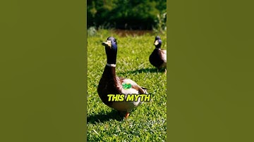 A Duck’s Quack Has No Echo? #MindSparks #WeirdFacts #Science