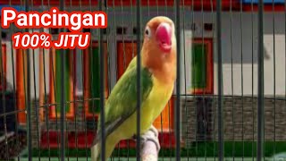 masteran labet sekali pancing 100%JITU memancing lovebird lain ngekek bersautan