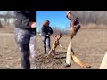 American Bandog mastiff personal protection dogs