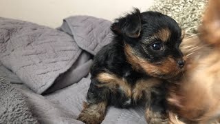 Yorkie: how to choose a small Yorkie