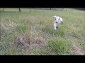 Goats On The Homestead - We Have Had A Good Kidding