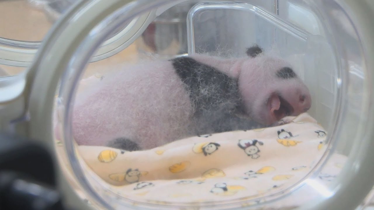 パンダ 白黒模様はっきり 上野の双子 体重も増加 Youtube