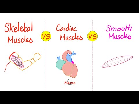 پٹھوں کی اقسام 💪 موازنہ | کنکال 💀 بمقابلہ کارڈیک ❤️ بمقابلہ ہموار 🤮 عضلات | اناٹومی اور فزیو