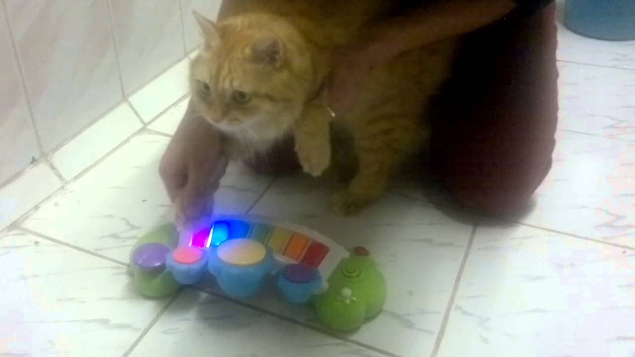 Котик и черепашки ниндзя музыка (cat and TMNT) - YouTube