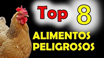 ¿Qué alimentos son venenosos para los pollos?