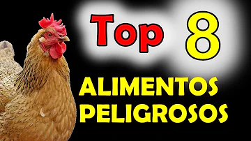 ¿Pueden los humanos comer gallos?