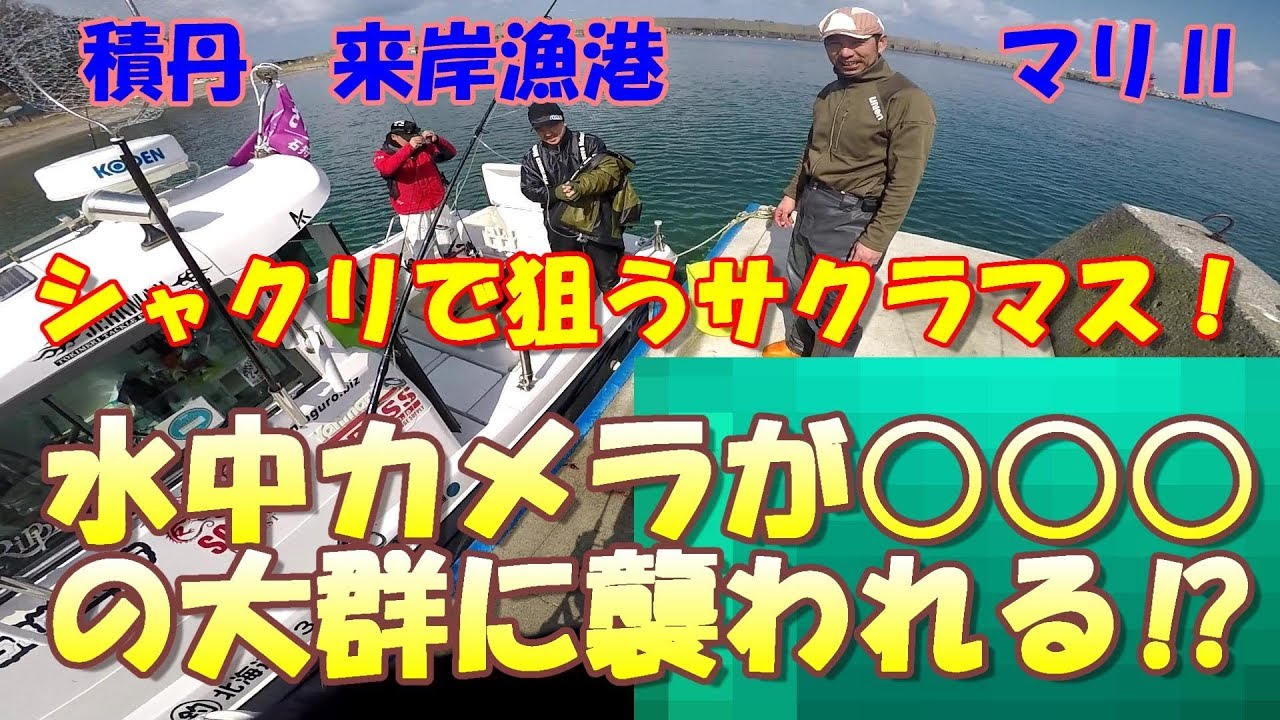 水中カメラが○○の大群に襲われた！マスシャクリに挑戦！ - YouTube