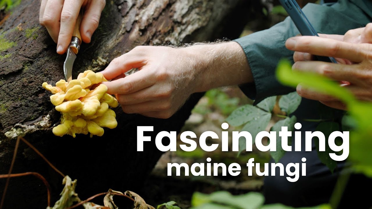 Foraging Rare Edible Mushrooms on a Maine Island Fascinated by Fungi