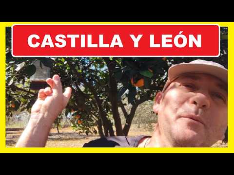 Qué clase de limonero y naranjo me recomiendas para Castilla y León