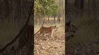 tiger club 🐯🌿😱 #tiger #club #safari #animals #shorts #video #video #like #subscribe #india #wildlife