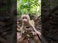 How Baby Monkey Fanta Finds Happiness in Everyday Play ! #Fanta💖🐒 #virals #monkeys #SovanaTroop