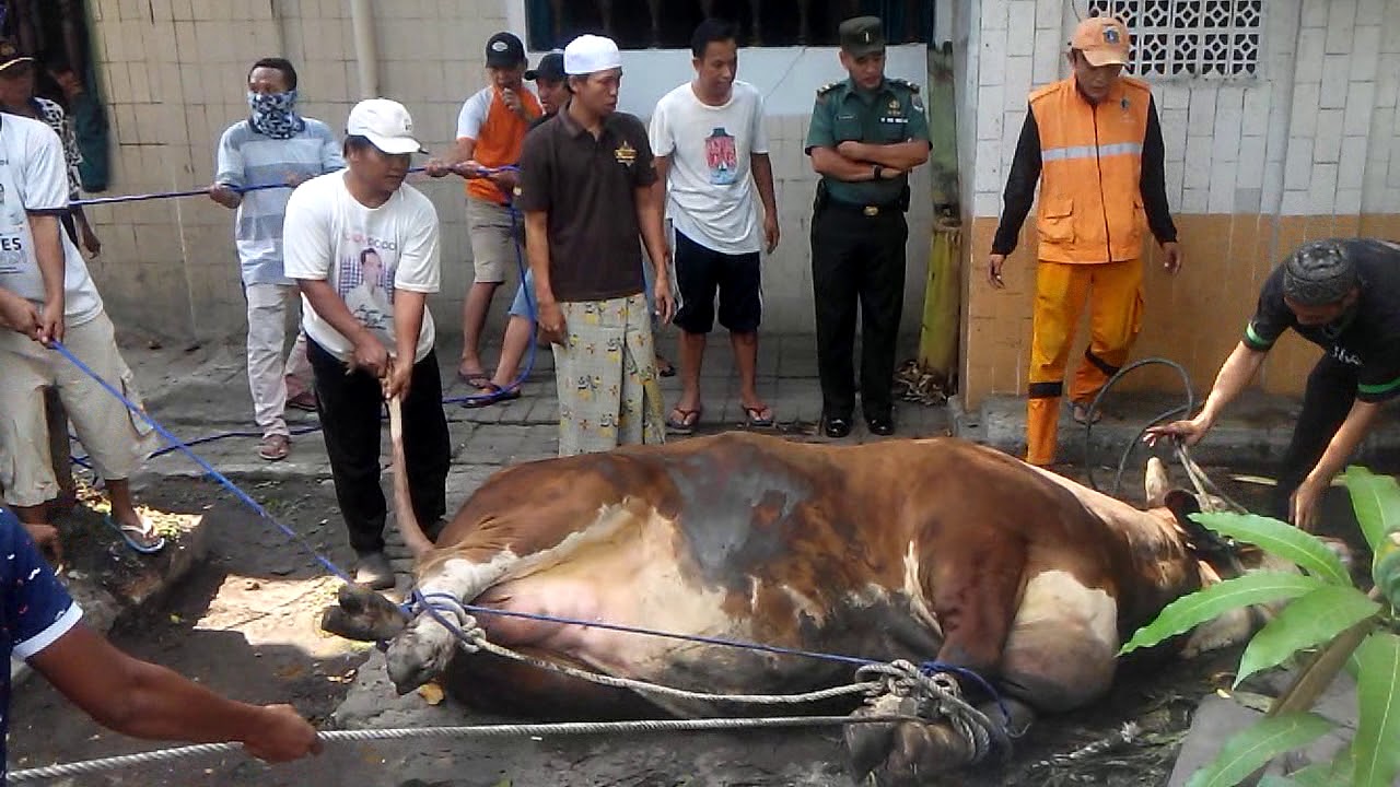 Proses penyembelihan hewan Qurban idul adha Sapi Gede berat 1 ton - YouTube
