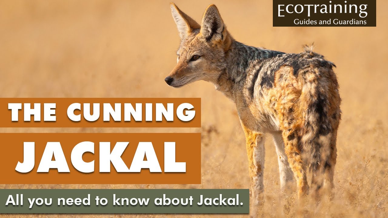 Learn the facts: All you need to know about Jackal | EcoTraining - YouTube