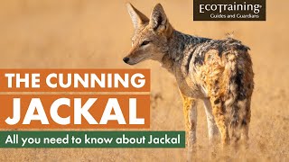 Learn the facts: All you need to know about Jackal | EcoTraining