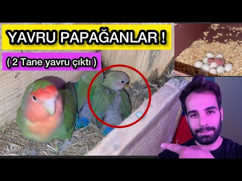 BEKLENEN AN - PAPAĞAN YAVRULARIMIZ BÜYÜYOR! ( Hayvanlara Alışveriş Yaptık )