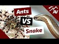 Camponotus Nicobarensis Pet ANTS VS SNAKE (Ant Wars)