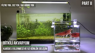 Bitkili Akvaryum - Karides Eklenmesi ve 52 Günlük Gelişim: CO2 Yok, Filtre Yok - Part 8