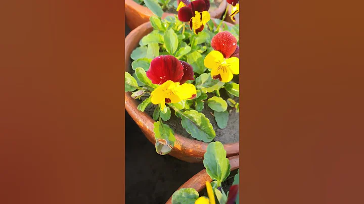 variegated winter flower ( Pansy ) - DayDayNews