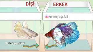 Beta Balığı Nasıl Eşleşir - Beta Üretimi, Akvaryum Balıkları