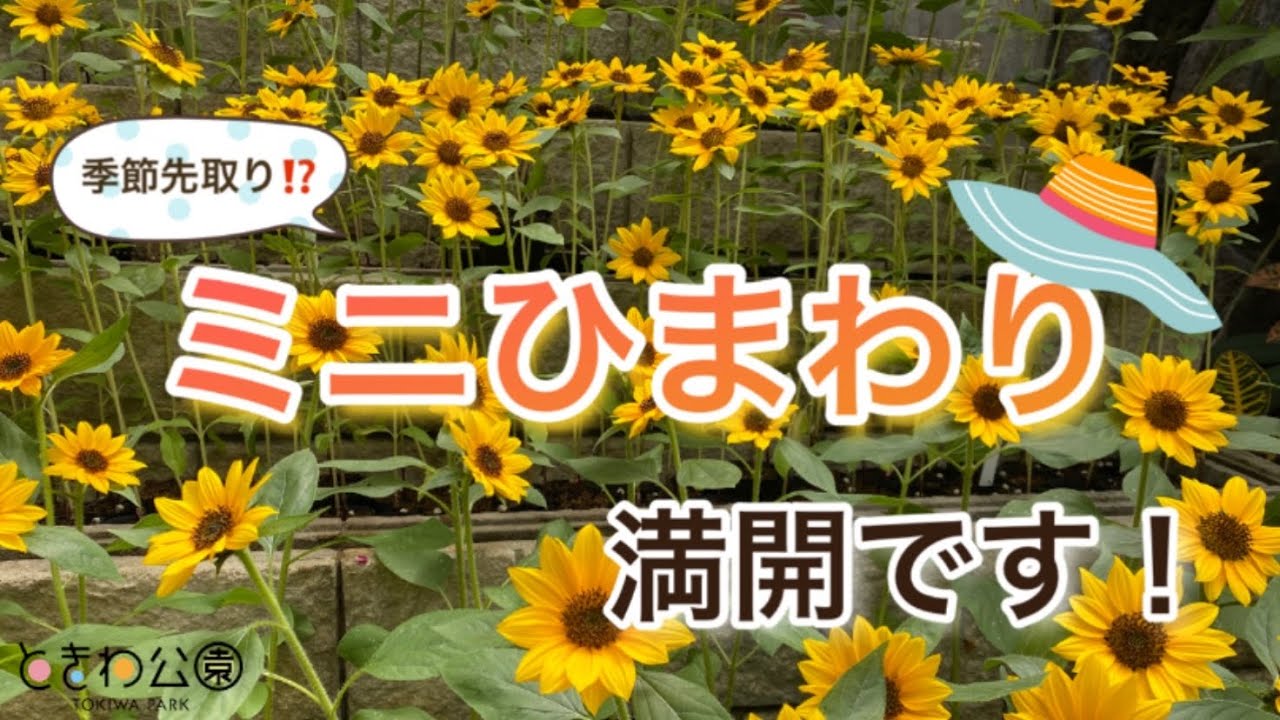 世界を旅する植物館 ミニひまわり咲いてます Youtube