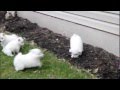 American Eskimo Puppies For Sale