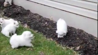 Miniature American Eskimo Puppies For Sale