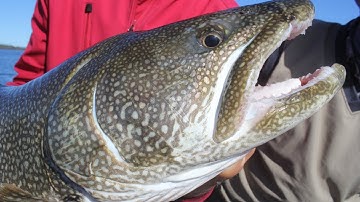 Lake Trout Jigging Techniques That Guides Don