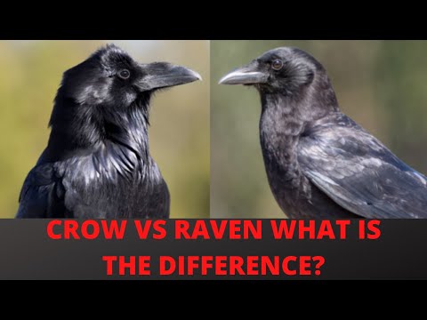 What is the Difference Between a Raven and a Crow?
