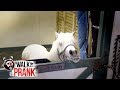 Honey, I Shrunk the Cowboy | Walk the Prank | Disney XD