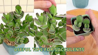 Useful Tips for Succulents | #succulents #suculentas #다육 by Vườn sen đá 7,191 views 3 weeks ago 3 minutes, 44 seconds