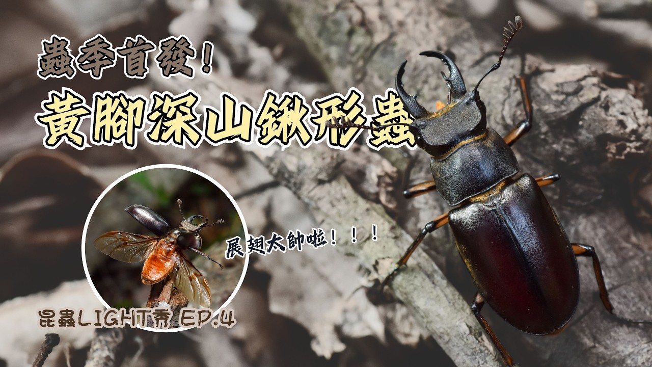 Hunting Taiwan's First Stag Beetle of Spring - YouTube