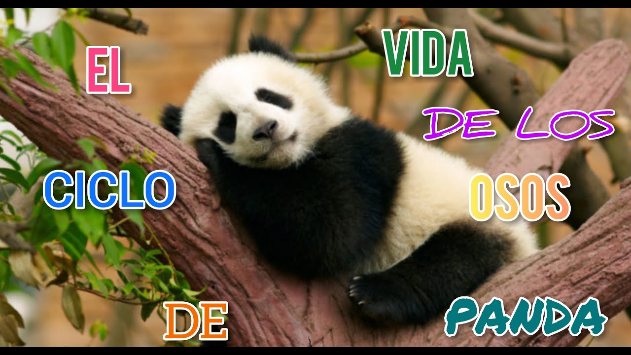 CICLO DE VIDA DE UN OSO PANDA | Por Un Planeta Mejor - YouTube