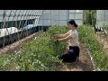 耕さない畑でトマト作り/ 全国から人が集まってきた話