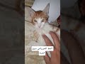 متولي القط سرق كل الجبنه من التلاجه قطة Cat 