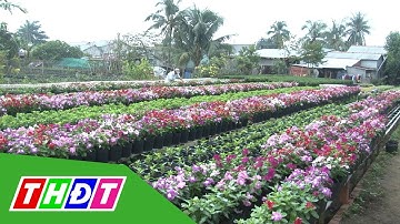 Hoa dừa cạn siêu bông đắt hàng | THDT