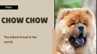 Everything you need to know about the Chow Chow, the oldest breed in the world!