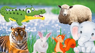 The most interesting animals: crocodile, tiger, squirrel, elephant, rabbit,... by Animal Moments 62,462 views 1 year ago 16 minutes