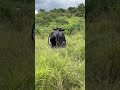 Vaquinha tá muito gorda! #gado #viral #fazenda