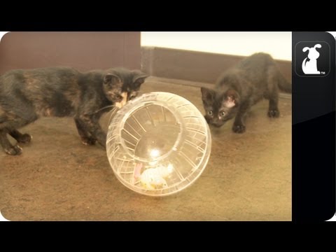 cat-vs-hamster-ball